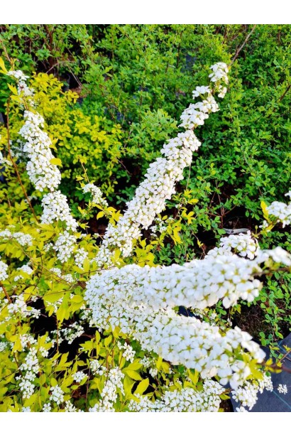 Спірея сливолиста Голдфаєр квіти